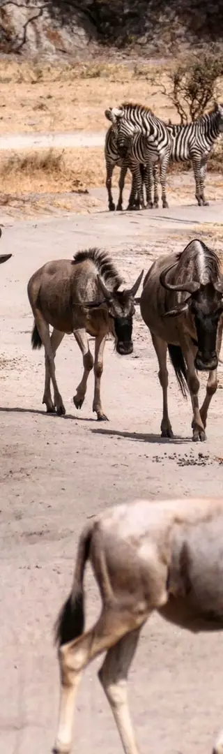 Riesige Tierherden
